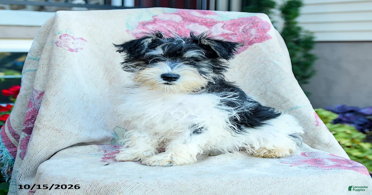 Miniature Schnauzer Puppies for sale in The Bronx, New York | Lancaster ...