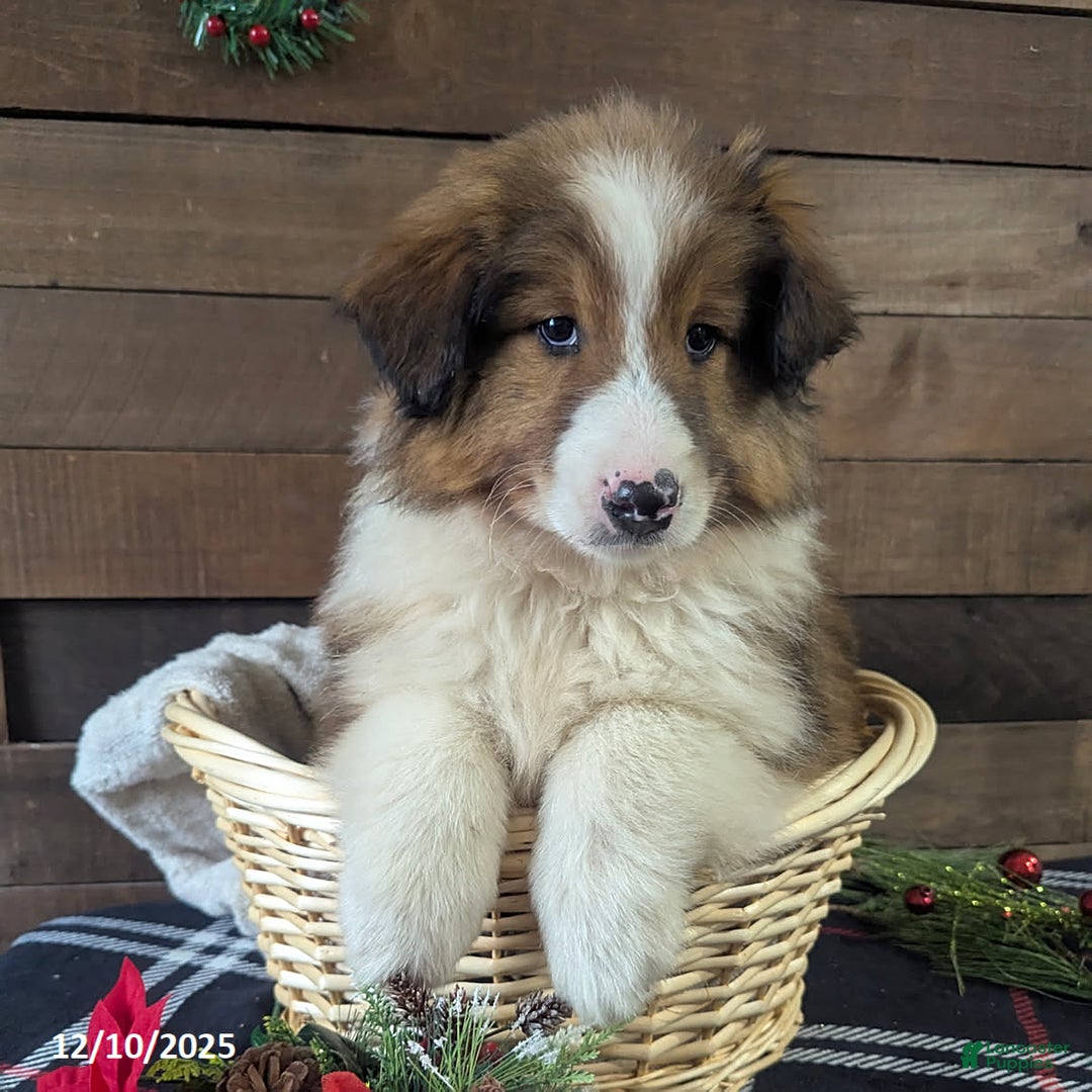 Mixed Breed dogs for sale: Benson - Ad 4