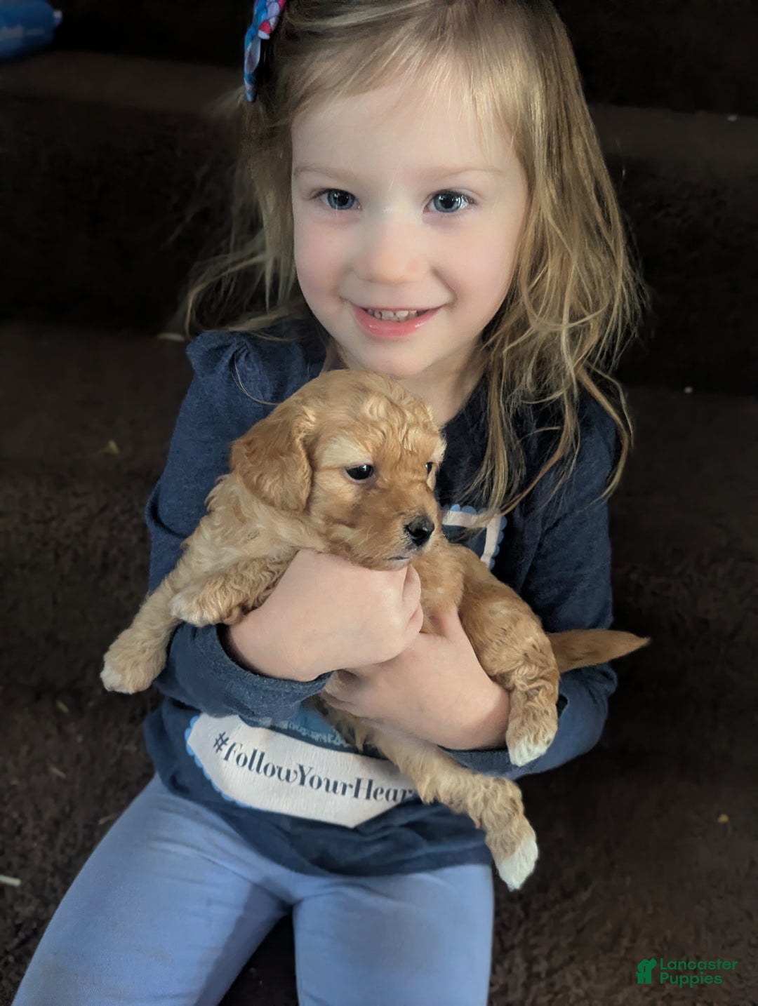 Mixed Breed dogs for sale: Luna  - Ad 7