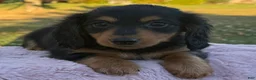 Miniature Dachshund dogs for sale: Ellie - Ad 7