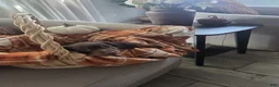Miniature Dachshund dogs for sale: Coco - Ad 5
