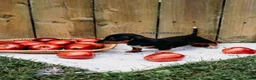 Miniature Dachshund dogs for sale: DNA Clear Black & Tan Piebald Smooth Coat Dachshund Puppy - Ad 6