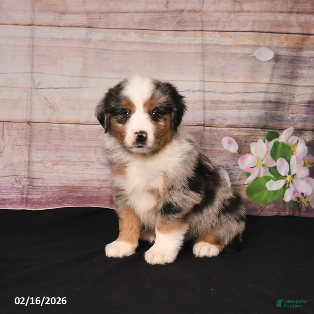 Miniature Australian Shepherd dogs for sale: Toby - Ad 4