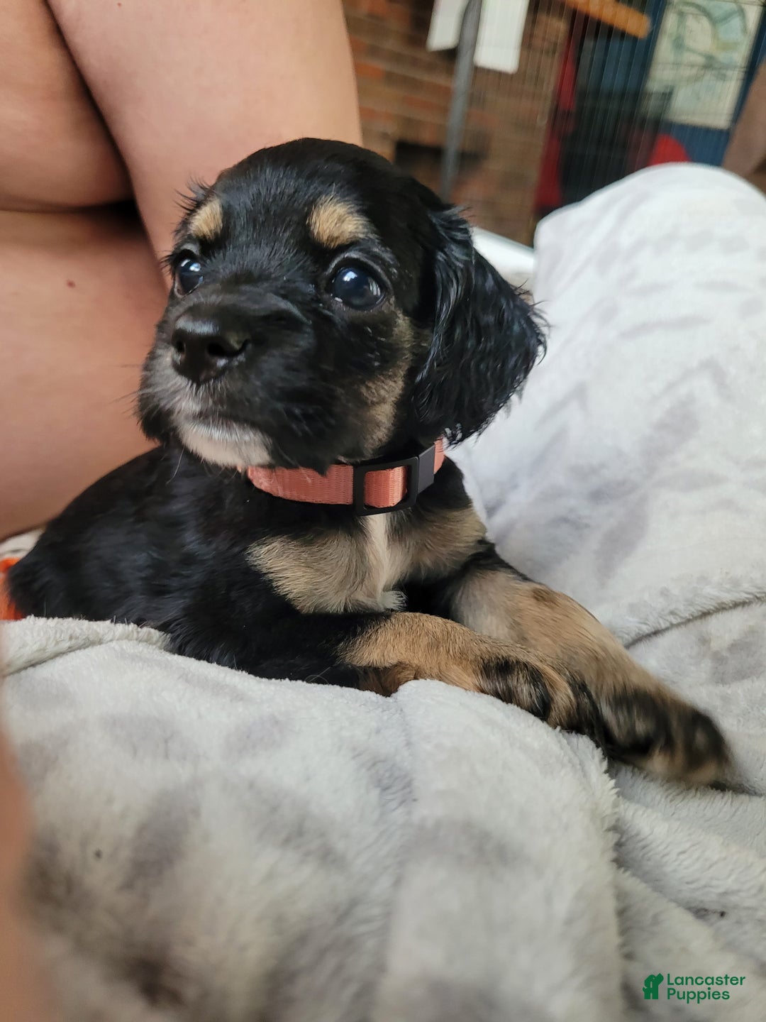 Cocker Spaniel dogs for sale: Pink collar Girl  - Ad 1