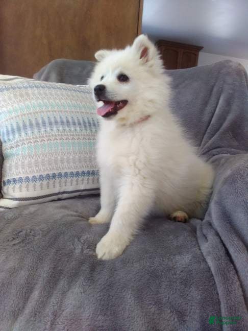 American Eskimo dogs Dallas - Ad 2