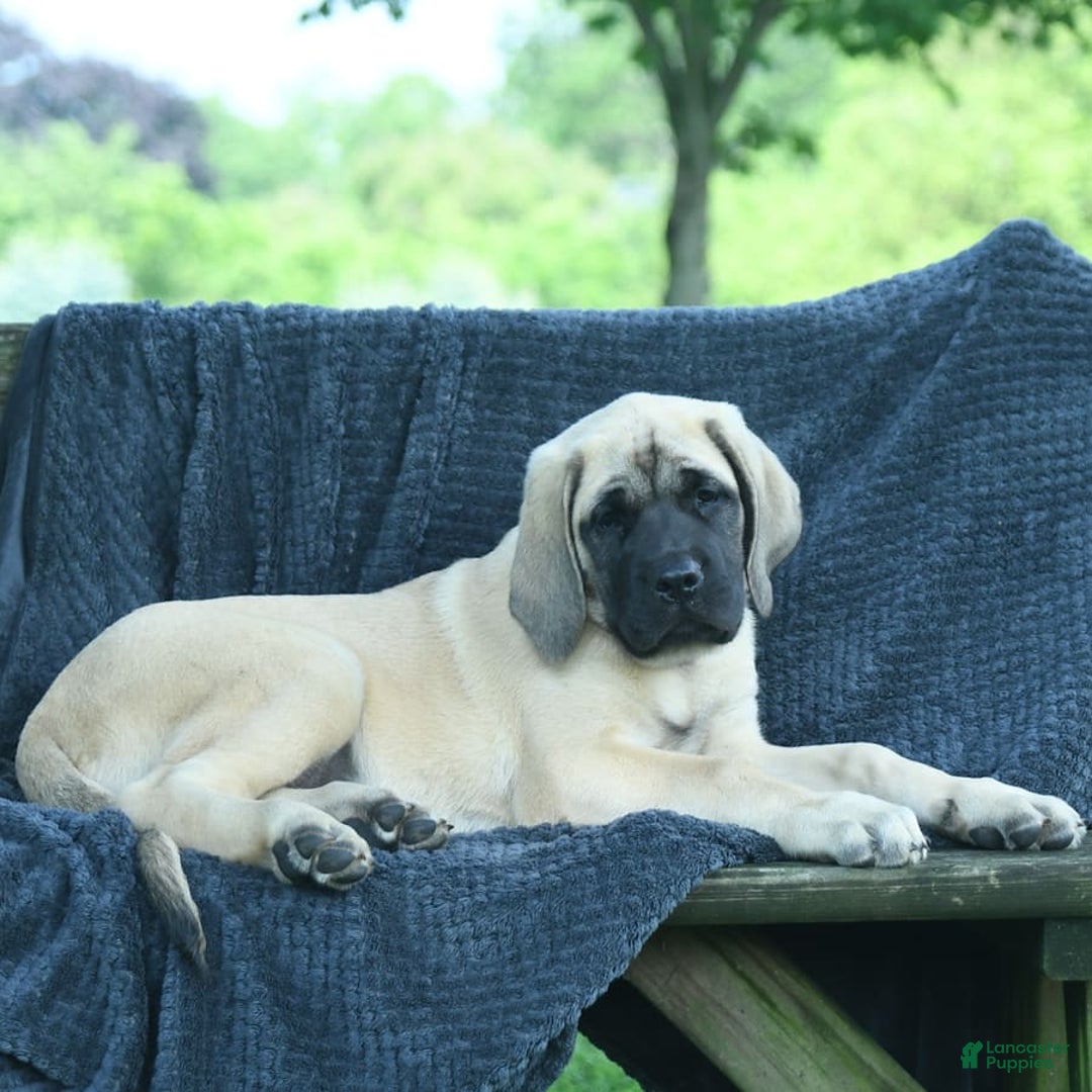 Blue English Mastiff Dog Mastiff Dog Year Old English Mastiff