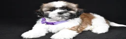 Shih Tzu dogs for sale: Ivy - Ad 1