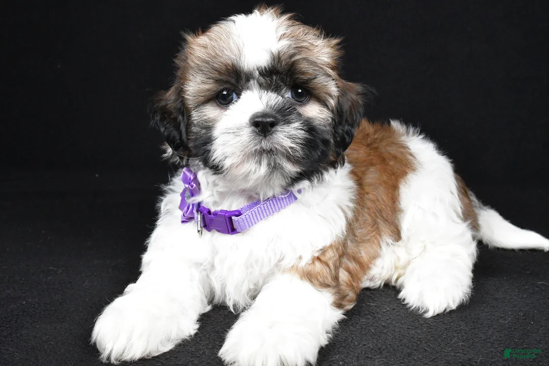 Shih Tzu dogs for sale: Ivy - Ad 1