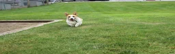 Welsh Corgi Pembroke dogs for sale: Queeny  - Ad 3