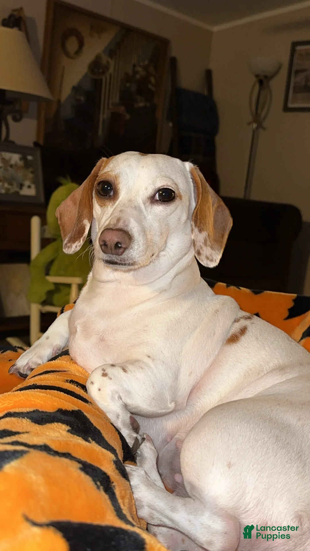 Miniature Dachshund dogs for sale: Miniature Dachshund Puppy 2 - Ad 2