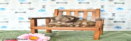 Shihpoo dogs for sale: Sophie - Ad 3