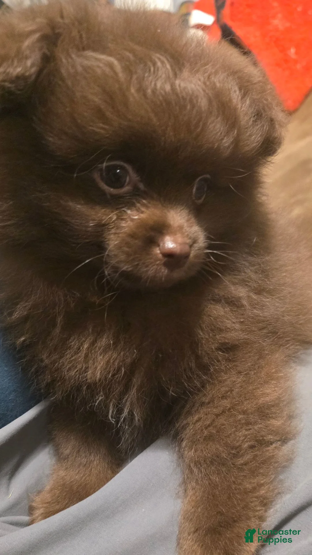 Pomapoo dogs for sale: Little Bear - Ad 2