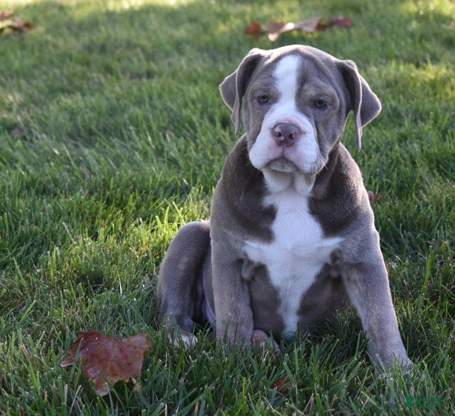 Beabull dogs Tammy  - Ad 2
