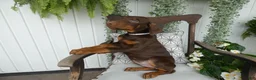 Doberman Pinscher dogs for sale: Doberman Pinscher 1 Sabrina - Ad 4