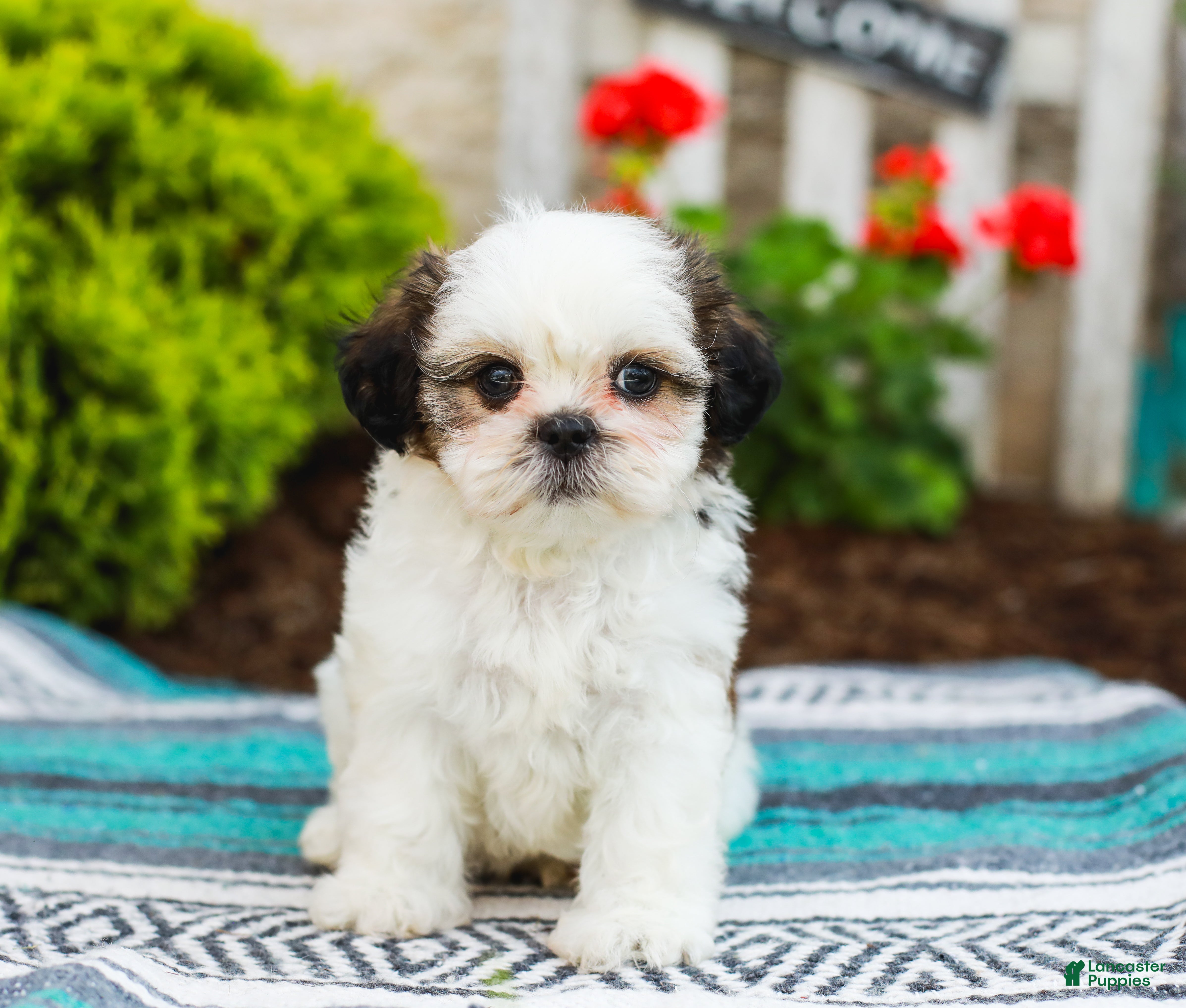 Shih Tzu dogs Buttons (Raised in Home, Crate Trained & Potty Training!) - Ad 2