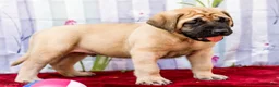 English Mastiff dogs for sale: Morley - Ad 6