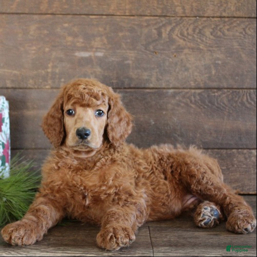 Standard Poodle dogs for sale: Atlas - Ad 1