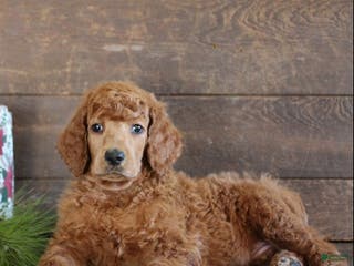 Standard Poodle dogs Atlas - Ad 37