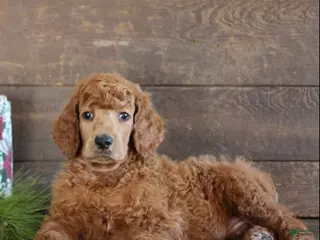 Standard Poodle dogs Atlas - Ad 13