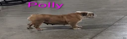 English Bulldog dogs for sale: AKC Polly  - Ad 3