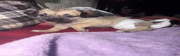 Pug dogs for sale: pudgy - Ad 5