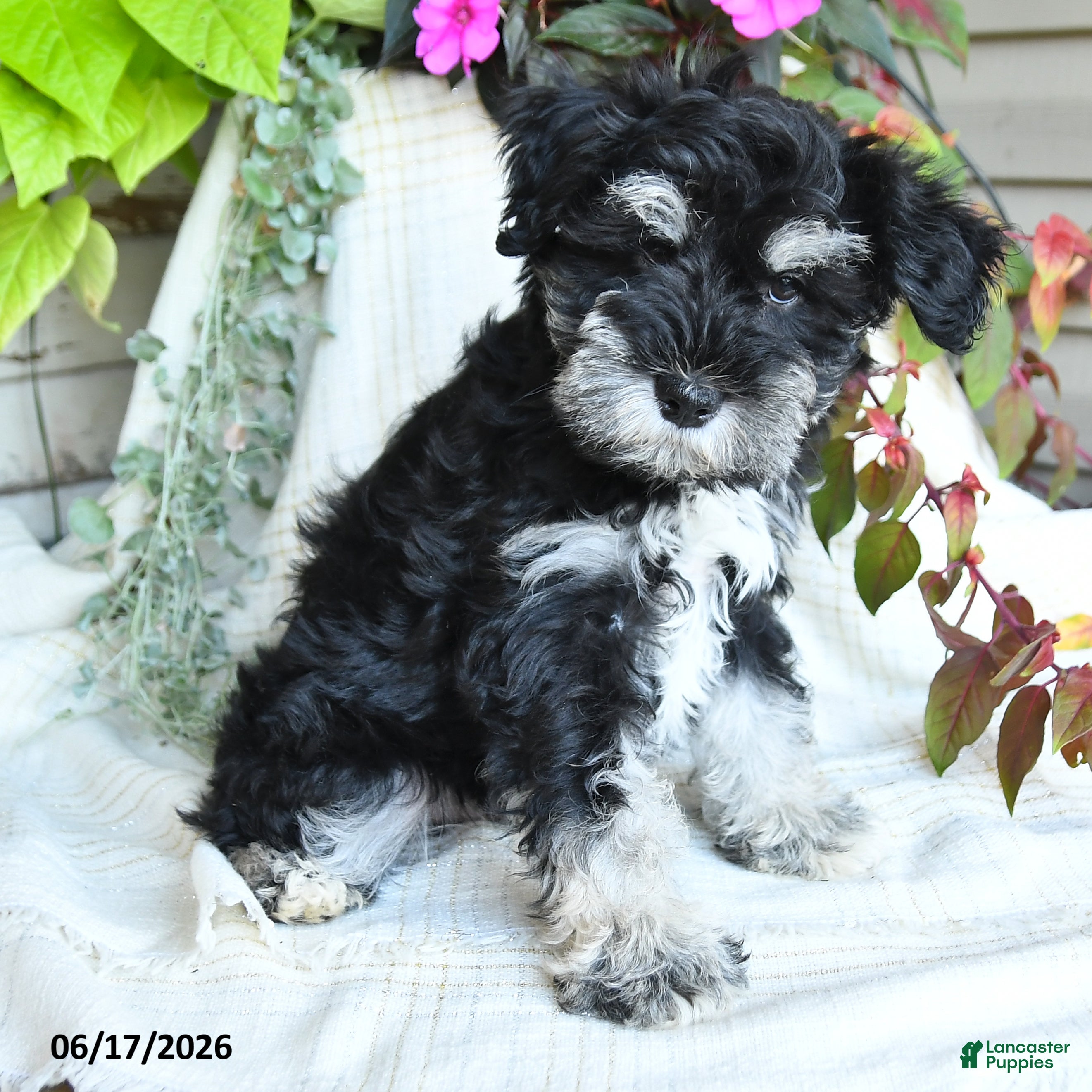 Miniature Schnauzer dogs Grady - Ad 2