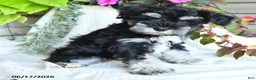 Miniature Schnauzer dogs for sale: Grady - Ad 2