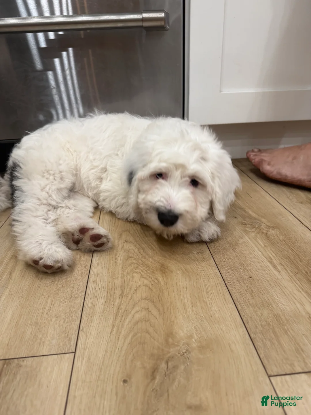Sheepadoodle dogs for sale: Agave  - Ad 4