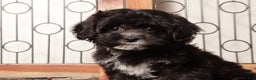 Shihpoo dogs for sale: Sasha Black Female Shihpoo  - Ad 2