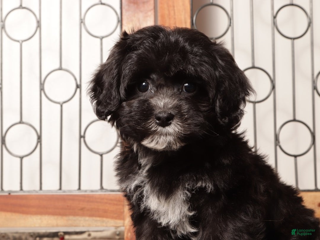 Shihpoo dogs for sale: Sasha Black Female Shihpoo  - Ad 2