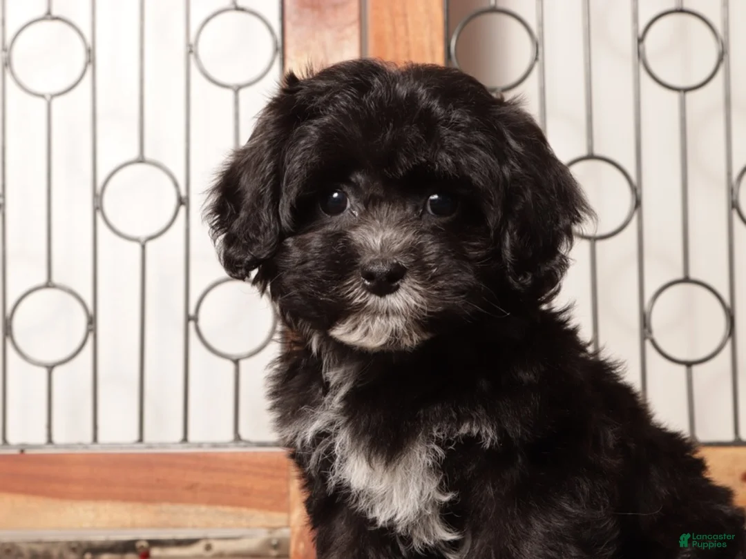 Shihpoo dogs for sale: Sasha Black Female Shihpoo  - Ad 2