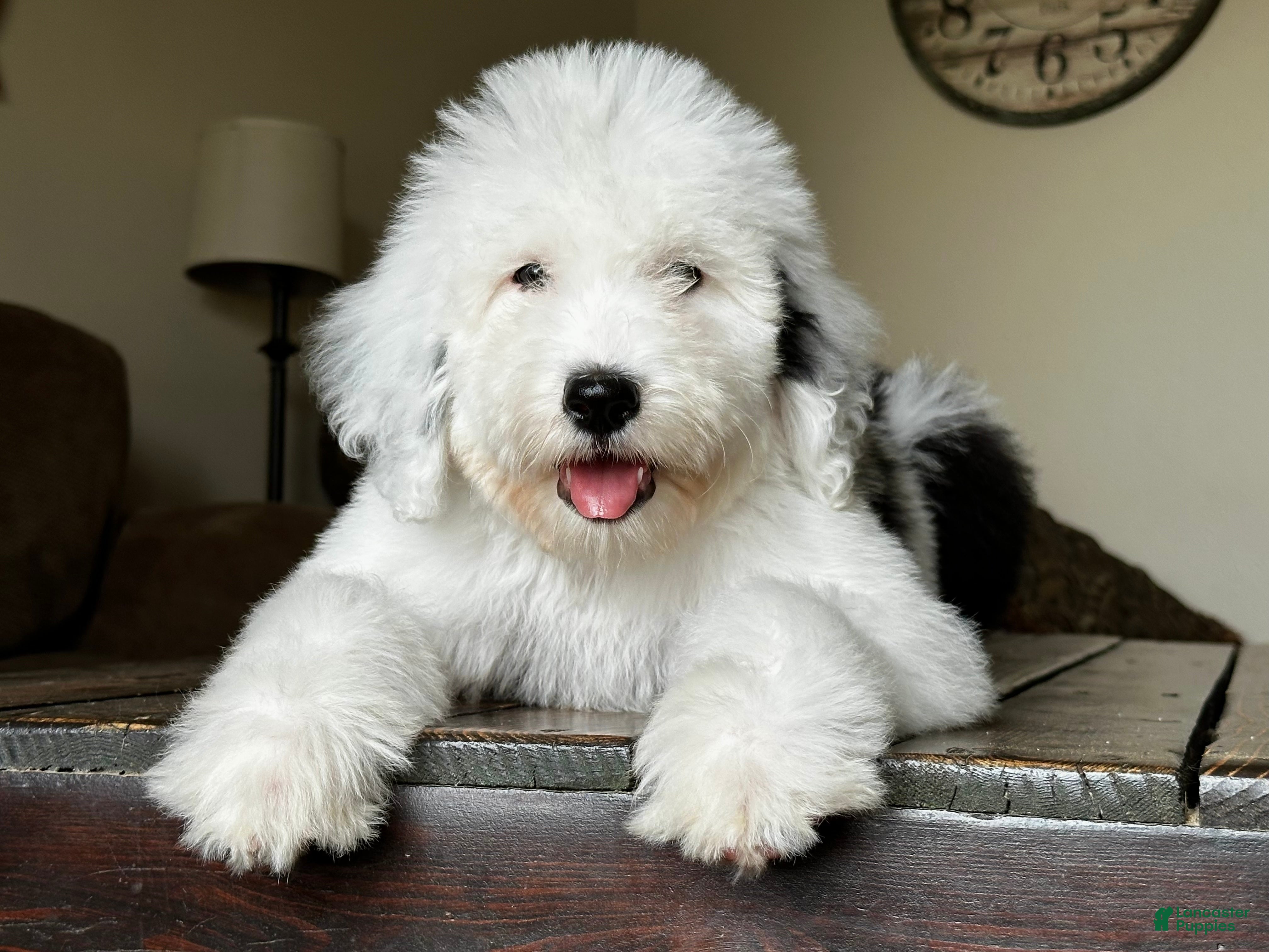 Sheepadoodle dogs Claire - Ad 2