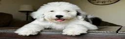 Sheepadoodle dogs for sale: Claire - Ad 2