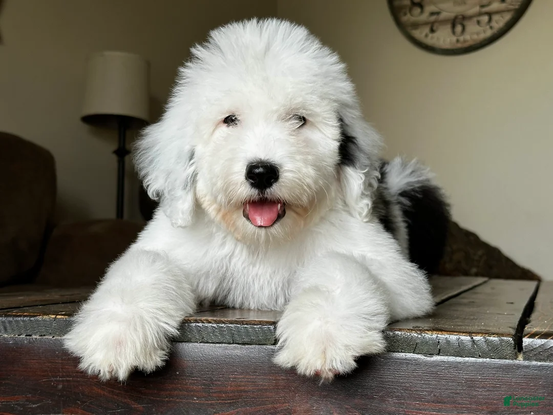 Sheepadoodle dogs for sale: Claire - Ad 2