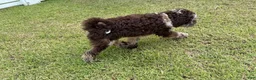 Australian Labradoodle dogs for sale: Sailor Mini Australian labradoodle  - Ad 4