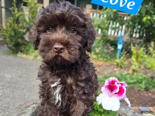 Australian Labradoodle dogs Cove - Ad 37