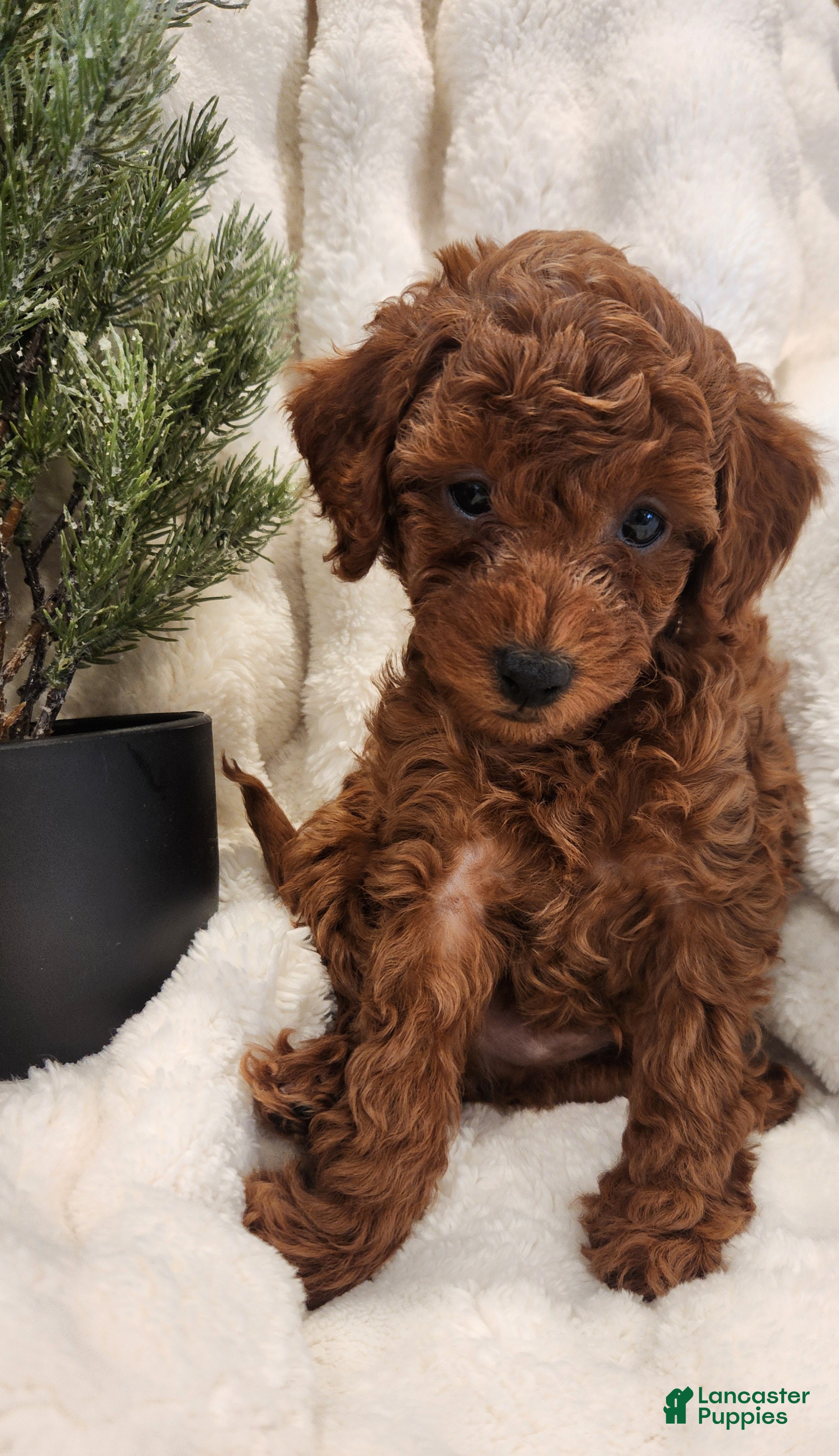 Cavapoo dogs Benji - Ad 6