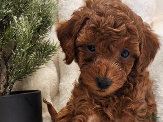 Cavapoo dogs Benji - Ad 9