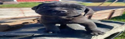 Cane Corso dogs for sale: Cooper - Ad 9