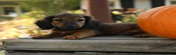 Miniature Dachshund dogs for sale: Pierre - Ad 4