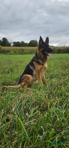 Gallery Image {{count}}