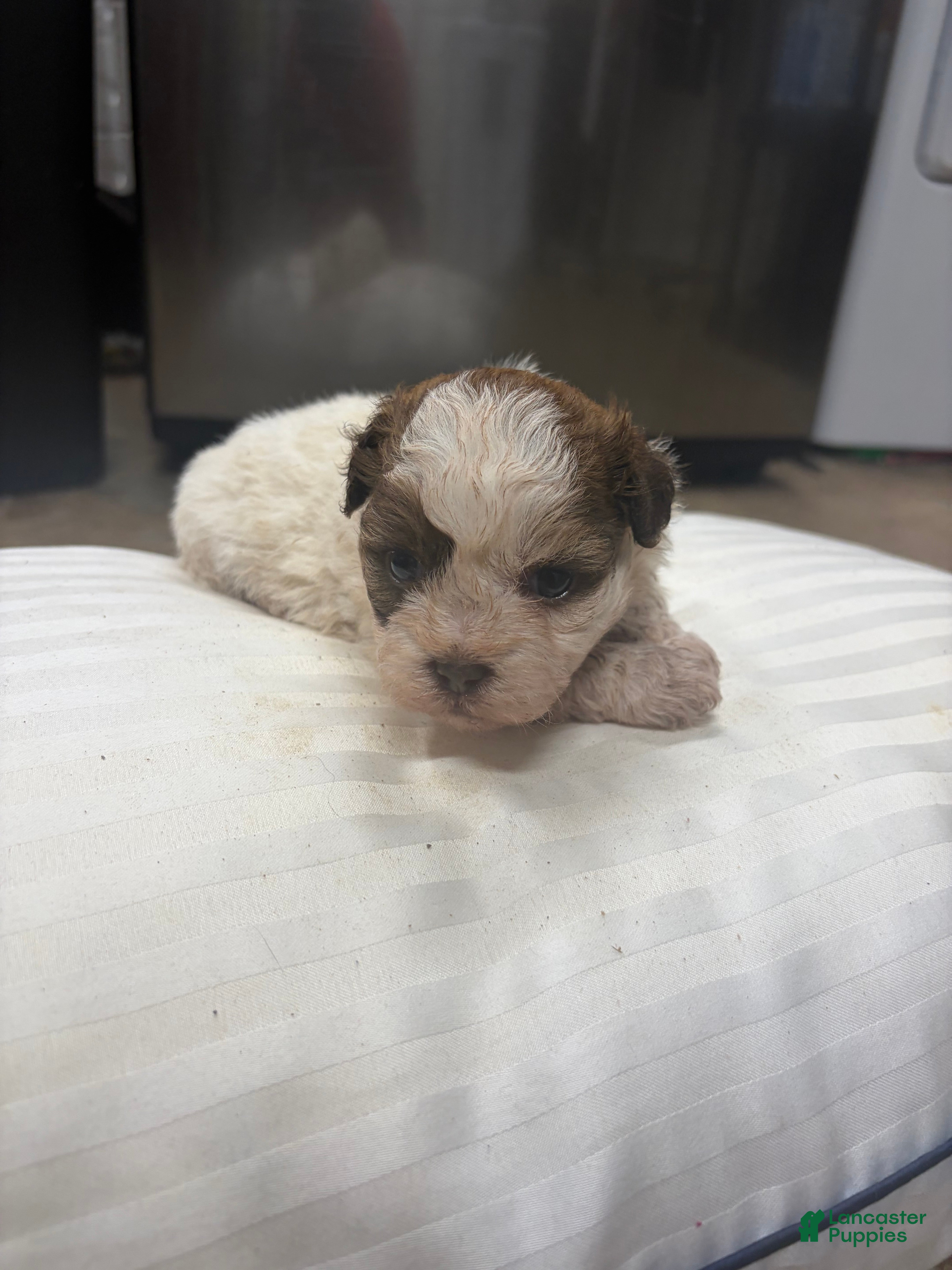 Mixed Breed dogs Princess - Ad 1