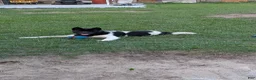 Akita dogs for sale: Kuma Available  - Ad 5