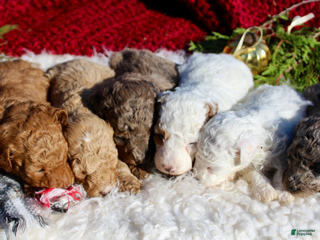 Miniature Poodle dogs Miniature Poodle Puppy 4 - Ad 40