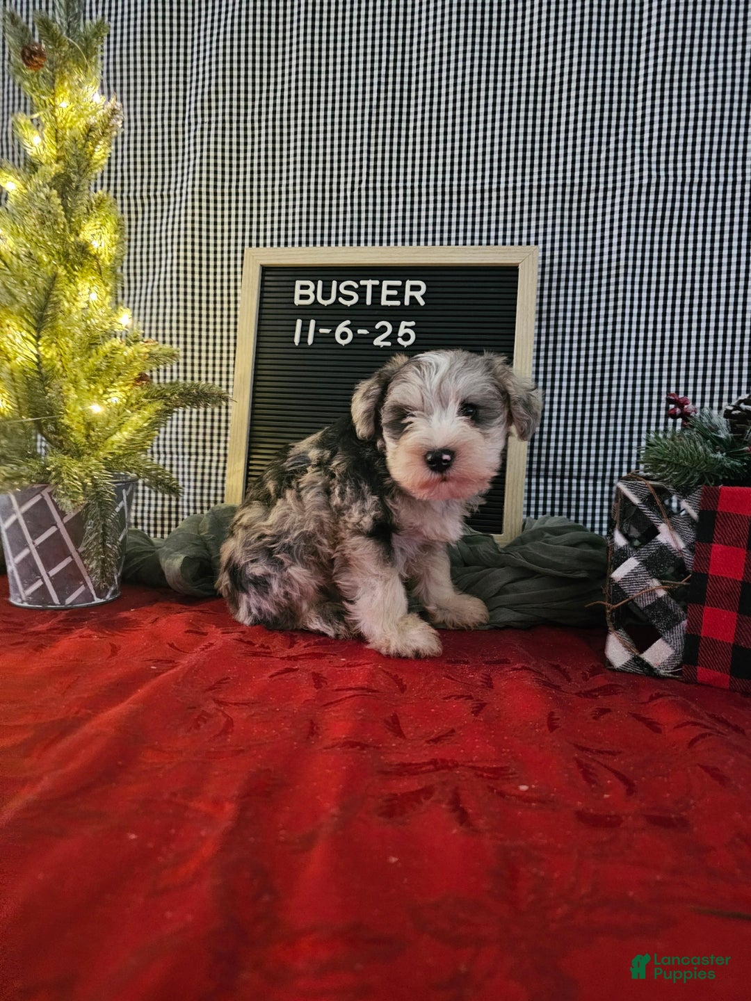 Miniature Schnauzer dogs for sale: Buster - Ad 2