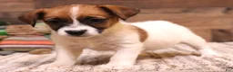Jack Russell Terrier dogs for sale: Sailor is white w/ tri markings  - Ad 3