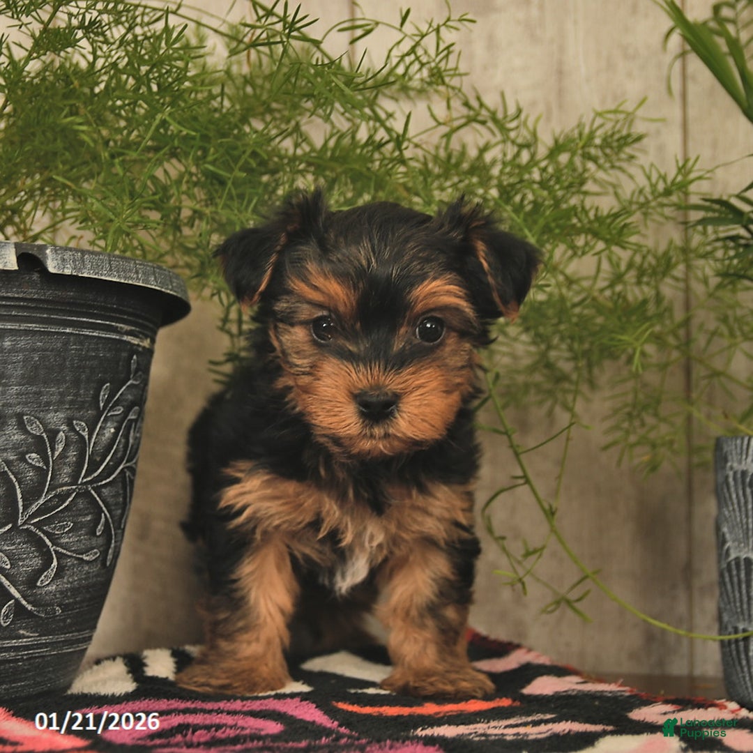 Yorkshire Terrier dogs for sale: Rusty  - Ad 4