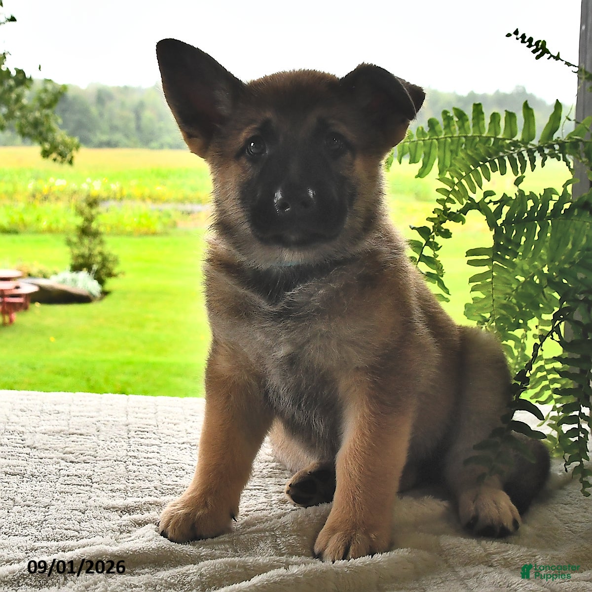 Mixed Breed dogs Bailey  - Ad 1