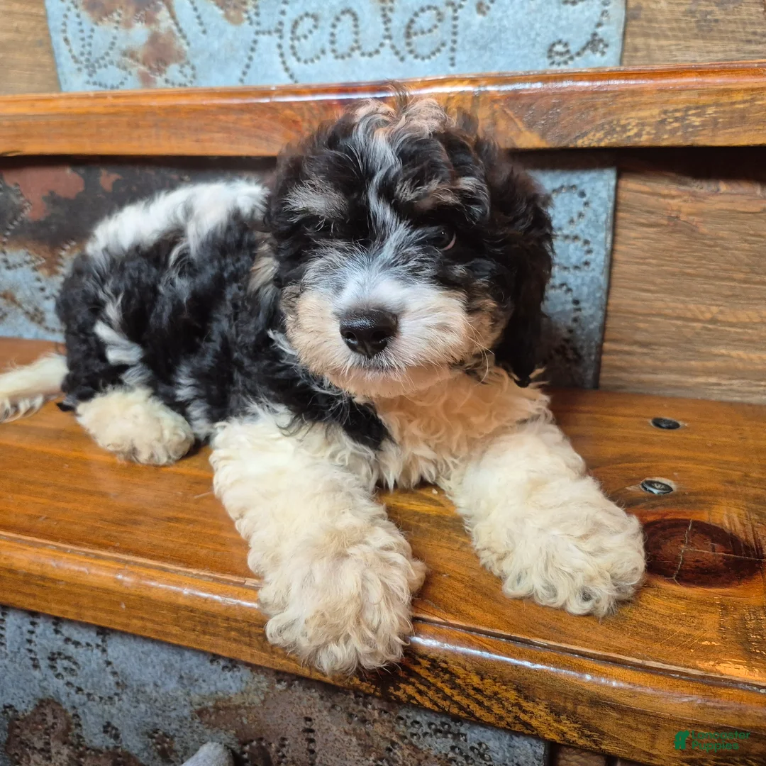 Cavapoochon dogs for sale: Cavapoochon 1 - Ad 1