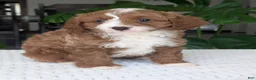 Cavapoo dogs for sale: Joey - Ad 14